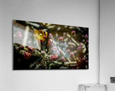 Cactus 1 Acrylic Print