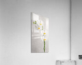 Orchid on Grey Acrylic Print