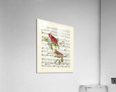 Singing cardinals vintage sheet music Acrylic Print