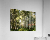 Scottish Highlands Birch Forest in Summer Acrylic Print