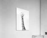 Tall & Timeless Acrylic Print