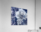 Mousse 2 Acrylic Print