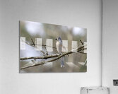 Tufted Titmouse Perched Acrylic Print