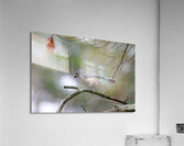 Tufted Titmouse In Fall Acrylic Print