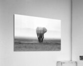 Majesty in Monochrome Acrylic Print