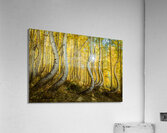 Curves of Nature Acrylic Print