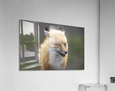 Sly Glance Acrylic Print