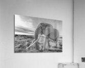 The Wise Wanderer Acrylic Print