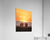 Sunset Stroll Acrylic Print