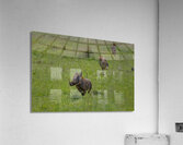The Wild Chase Acrylic Print