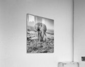 Monarch of the Savannah Acrylic Print