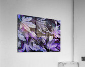 Abstract Acer Leaves in Blue and Purple Acrylic Print