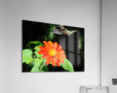 Ruby Throated Hummingbird And Mexican Sunflower Acrylic Print