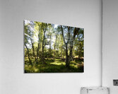 Scottish Highlands Birch Tree View Acrylic Print