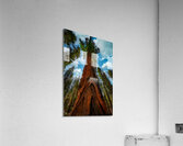In the Shade of Giants Acrylic Print