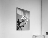 Purple Dendrobium Orchids X12 1 Acrylic Print