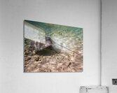 Professor Acrylic Print