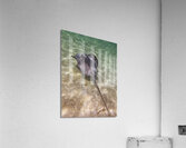 Capital Acrylic Print