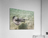 Federation Acrylic Print