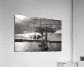 One Lone Cypress  Tree Silhouette Acrylic Print