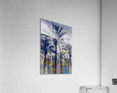 Palm Tree Reflection Acrylic Print