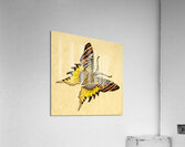 1904 Butterfly Art Acrylic Print