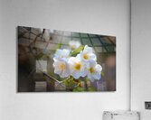 Awakening Blooms  6 Acrylic Print