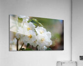 Awakening Blooms  13 Acrylic Print