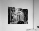 Summers Nature Path in the Scottish Highlands in Black and White Acrylic Print