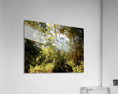 Summers Nature Path Too in the Scottish Highlands Acrylic Print