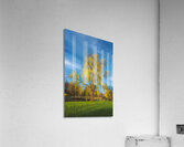 Yellow Weeping Willow Portrait Acrylic Print
