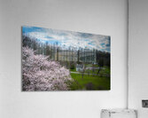 Star Magnolia By the Fish Hatchery Acrylic Print