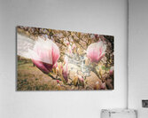 Jane Magnolias Wide Closeup Acrylic Print