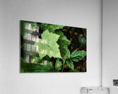 Light hitting Leaf Acrylic Print