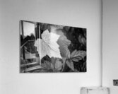 Light hitting Leaf II Acrylic Print