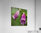 Flowers on the Oregon Trail Acrylic Print