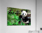Panda bear Acrylic Print