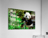 Panda bear Acrylic Print