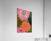 IMG 3246 Acrylic Print