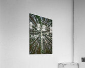 02 Look Up Acrylic Print