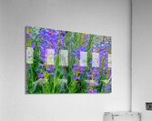 Alberta Beardtongue in Boise National Forest Acrylic Print