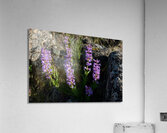 Alberta Beaardtongue horizontal view  Acrylic Print