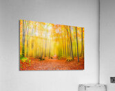 Magical forest path in fall Acrylic Print