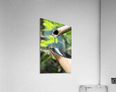 Shishi Odoshi japanese bamboo fountain Acrylic Print