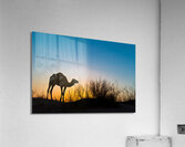 Silhouette of a camel at sunset in the desert Acrylic Print