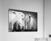 Icelandic horses black and white Acrylic Print