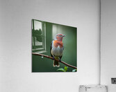 Vibrant Bird with Striking Red Chest Acrylic Print