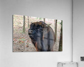Moo I Acrylic Print