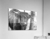 Young Highland Cow Portrait Black And White Acrylic Print
