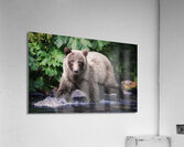 Beautiful Bear Acrylic Print